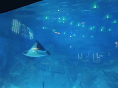 -烟台海昌鲸鲨海洋公园