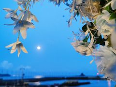 -大梅沙游艇度假酒店