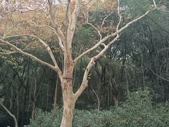 -赭山公园