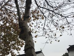 -金牌外婆家(苏州中心店)