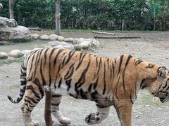 -上海野生动物园老虎餐厅