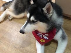 -Husky Go! 哈士奇体验馆·宠物咖啡厅狗咖