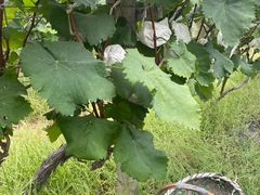 -马陆小张葡萄园农家乐