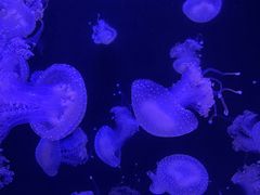 -成都浩海立方海洋公园