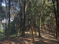 -黄埔油麻山森林公园