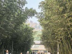 -都江堰中华大熊猫苑