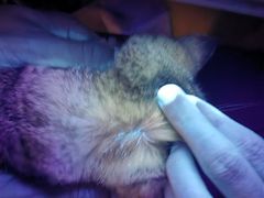 -艾贝尔宠物诊疗