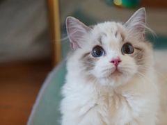 -Bastet sally猫舍购宠(静安店)