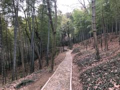 -上海佘山国家森林公园天马山园