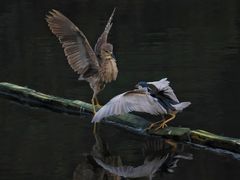 -重庆彩云湖湿地公园