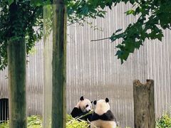 -卧龙中华大熊猫苑神树坪基地