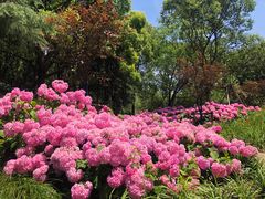 -上海滨江森林公园