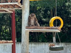 -西霞口神雕山野生动物世界