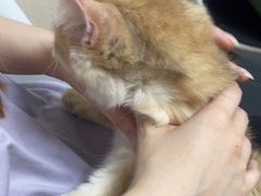 -宠颐生宠物医院外科·内科·皮肤科·影像科(石龙店)