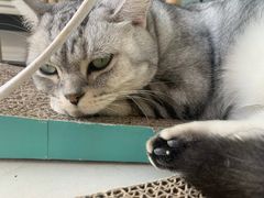 -平行世界·猫咖(首经贸店)