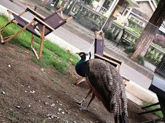 -J Create城市露营咖啡·简餐·宠物(上海动物园店)