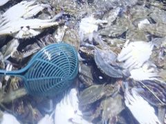 -聚盛源蒸汽海鲜火锅烤肉自助(巨川金海岸购物广场店)