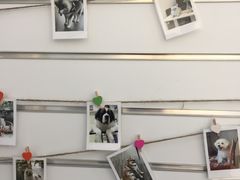 -瑞鹏宠物医院·眼科·皮肤·中兽医(大悦城分院)