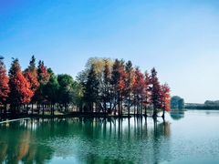 -贡湖湾湿地公园