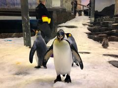 -悉尼海洋生物水族馆