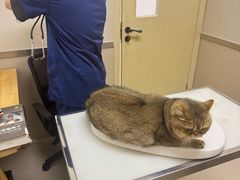 -爱妮康宠物医院·干细胞免疫细胞·肿瘤·心脏(张江店)