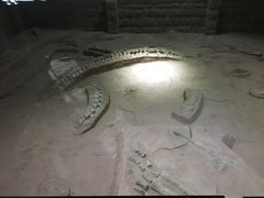 -中国西峡恐龙遗迹园