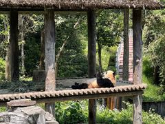 -中国大熊猫保护研究中心雅安碧峰峡基地