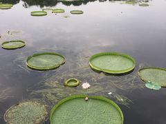 -荷塘月色湿地公园·向阳花洲