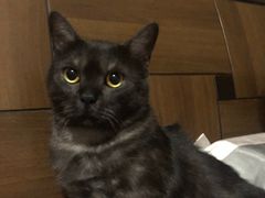 -关爱宠物医院·猫科中心·消化科(滨湖万达分院)