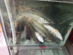 -煲来饱去冷水鱼