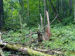 -五营红松林海景区
