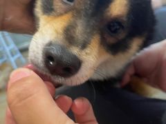 -南京Hallo宠物乐园·哈罗犬舍·柴犬繁育基地