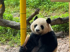 -广州长隆野生动物世界