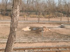 -秦皇岛野生动物园