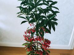 -龙大花卉苗木市场