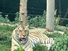 -大连森林动物园