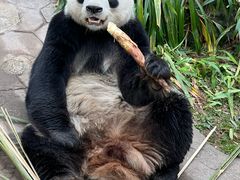 -都江堰中华大熊猫苑