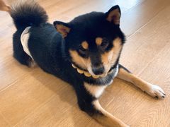 -南京Hallo宠物乐园·哈罗犬舍·柴犬繁育基地