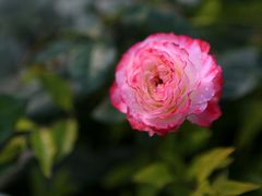 -人民公园(罗湖区)