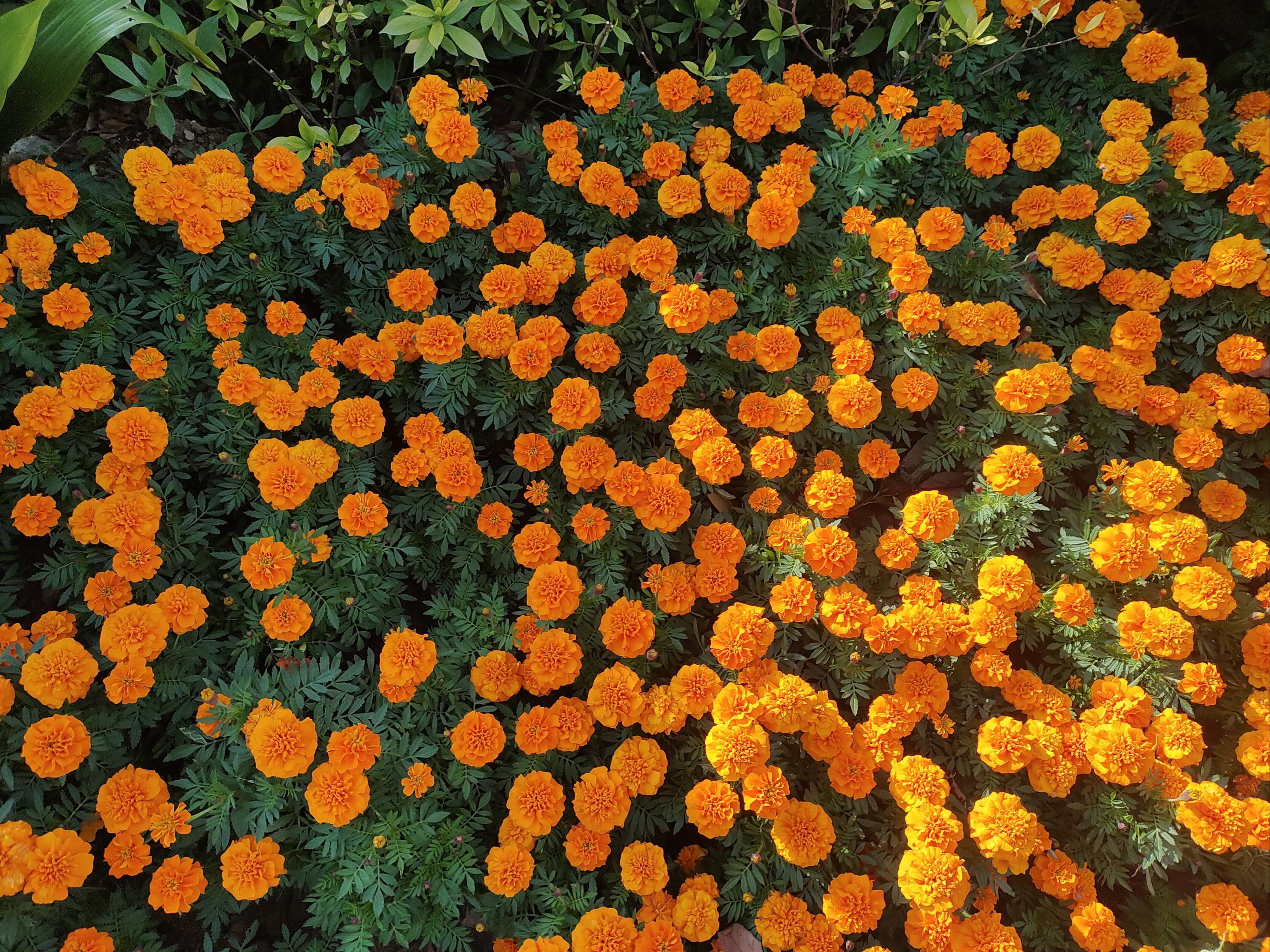 漫步花丛,心情美丽如画