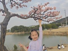 -香雪海