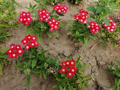 -武清南湖绿博园