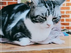 -猫小院猫主题餐厅(南锣旗舰店)