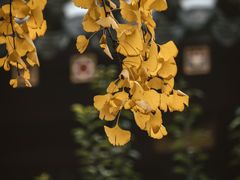 -青羊宫