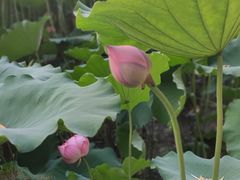 -莲花池公园