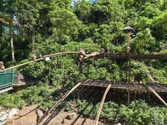 -西双版纳原始森林公园