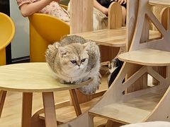 -有喵·猫咖·狗咖·30几只猫10只小狗(岗厦店)