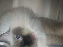 -佳雯宠物医院·皮肤科·内外科(春晓路分院)