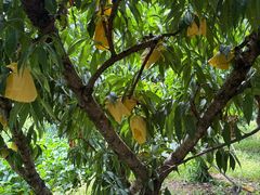 -老袁家蜜桃农场·阳山水蜜桃