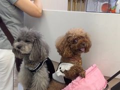 -中国农业大学动物医院